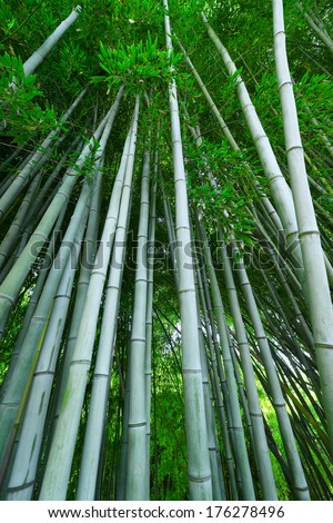 bamboo tree from Huntington garden