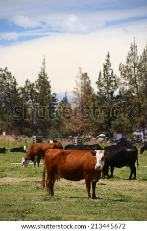 brown and black cattle in a grass field