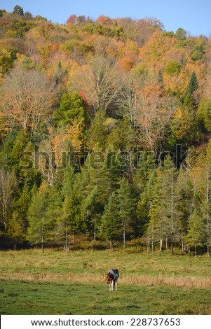 a brown horse in a local farm in vermont with fall foliage