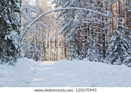 snow-covered winter forest lit by bright sunshine