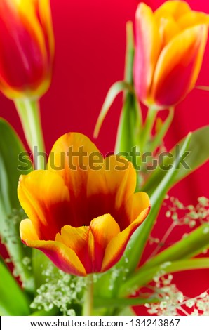 Bouquet of yellow-red tulips on a red background