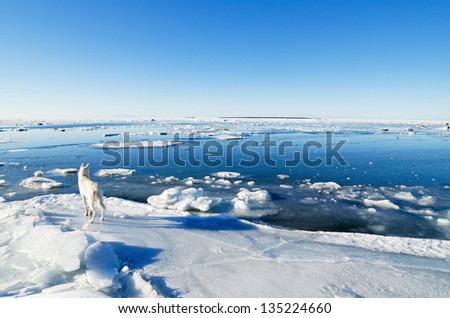 White dog watching with ice on a flock of swans in the sea