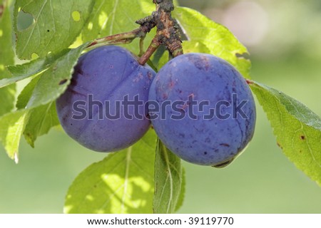 Ripe plum on a branch