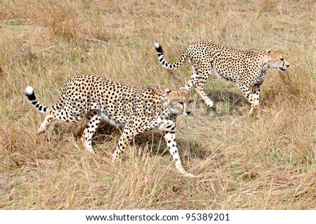 Cheetahs off for a hunt, Masai Mara, Kenya