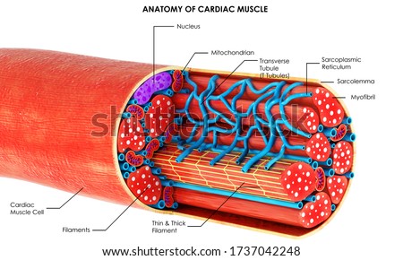 picture Cardiac Muscle Diagram Labeled shutterstock puzzlepix