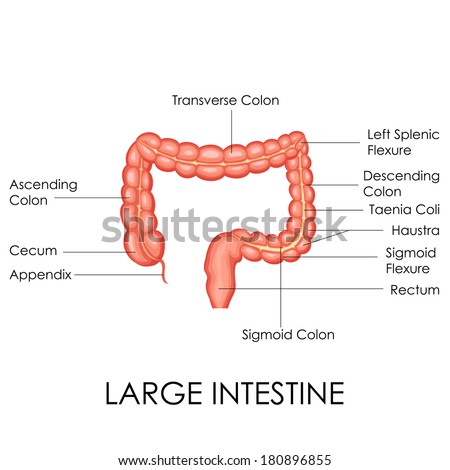 Vector Illustration Of Human Large Intestine Anatomy - 180896855 ...