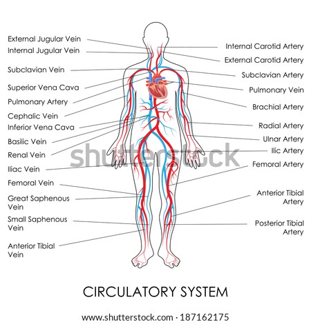 Vector Illustration Of Diagram Of Circulatory System - 187162175 ...