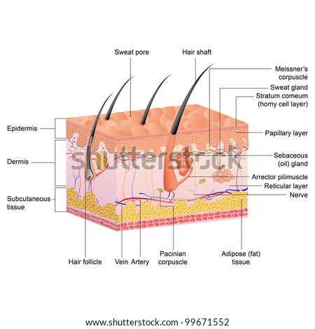 Vector Illustration Of Drawing Of Hair Anatomy - 99671552 : Shutterstock