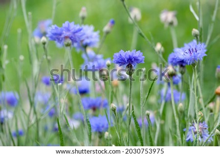 Similar – Image, Stock Photo Blue flowers cornflowers. summer. field with flowers