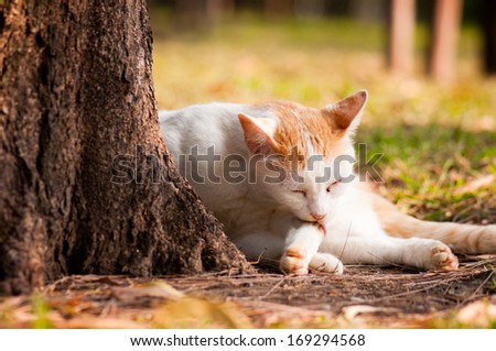 stray cat cleaning Itself in public park