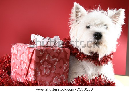 Cute white puppy with present and snowflakes.