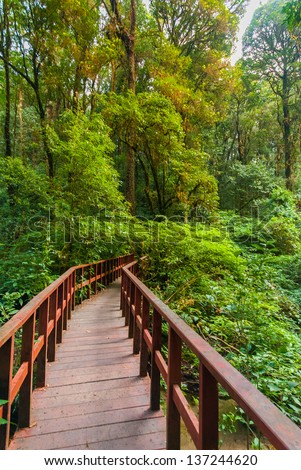 A scene looking and walk path straight into a dense tropical rain forest - jungle - Walking trail in tropical forest - Jungle forest scenic background