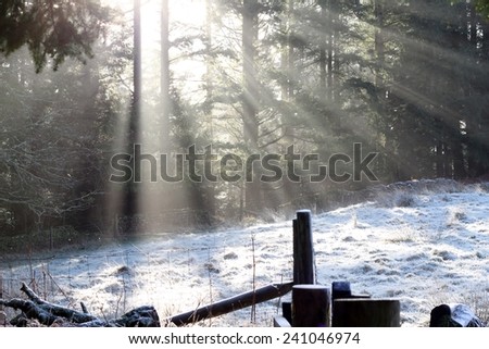 winter sun beams through the trees in Grizedale Forest, Lake District, England , UK. A star winter snow scene of light rays, white snow, fence  and pine trees