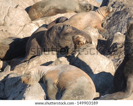 Colony of Patagonian sea lions looking to the camera
