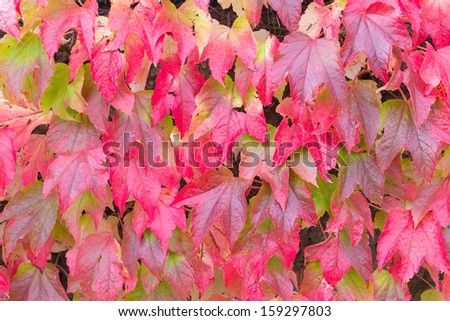 Red leaves of Boston ivy or Parthenocissus tricuspidata in the Fall