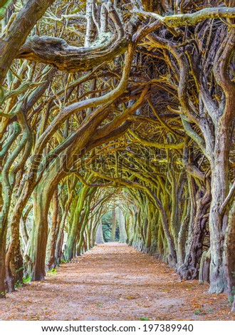 GORMANSTON, IRELAND - SEPTEMBER 29, 2013: Tunnel of Yew trees also called a yew walk. Taxus baccata is a conifer native to western, central and southern Europe.