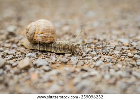 Close up of a land snail creeping across a pebble surface