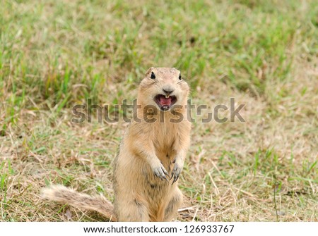 prairie dog screaming prairie dog screaming