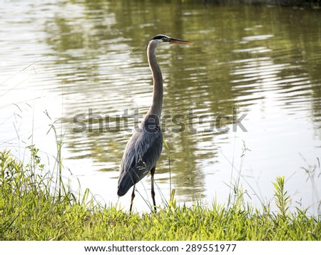 Deep Thoughts - a blue heron standing at the bank of a river