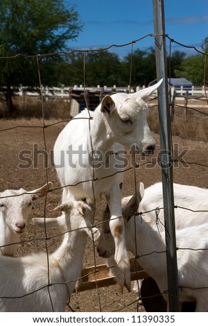 Goat with head stuck in a fence trying to escape