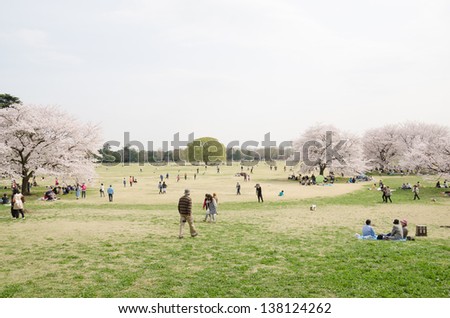TOKYO - APR 1: Cherry blossom viewing at an open space with grass on Apr 1, 2013 in Tokyo, Japan.