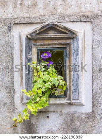 decorative old window with ivy in Venice