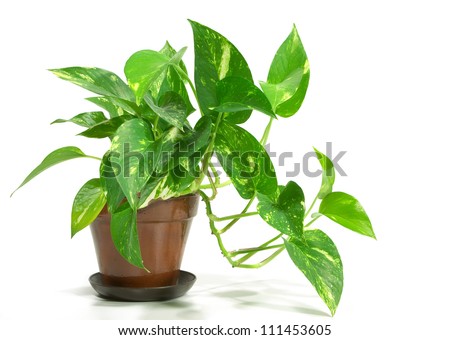 House Plant  potted plant isolated on white