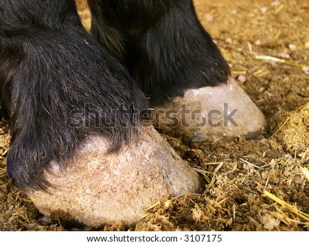 front hooves of horse in a stall with straw/sawdust bedding