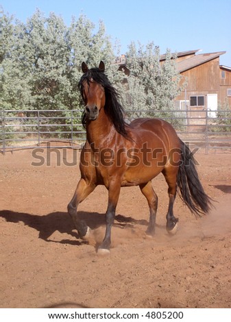 a beautiful bay horse with lots of black mane and tail trotting