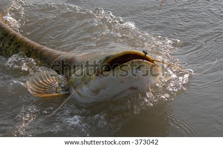 cat-fish catfish