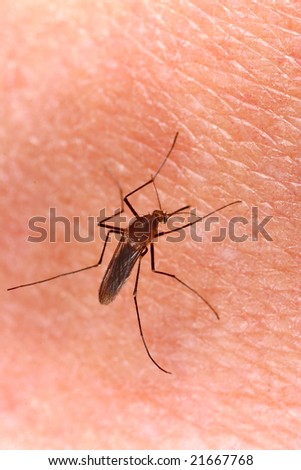 Hungry mosquito on the skin; a danger for the health