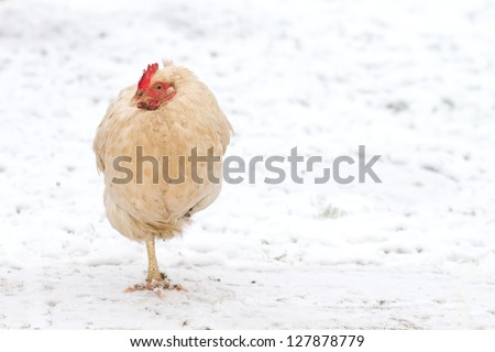 chicken walking in the winter snow