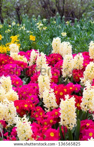 A variety of bright spring flowers bloom in an English country garden