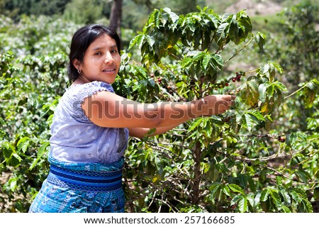 Indigenous Latin American woman is harvesting ripe coffee berries on organic coffee farm. Food and drink coffee background.