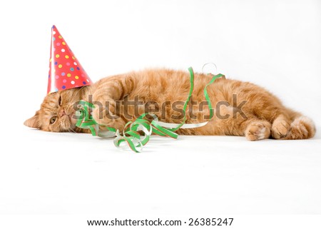 adorable red cat having a birthday party
