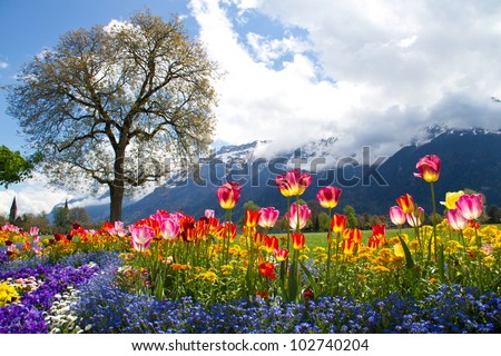 Tulip beds and beautiful landscaping in front of the Swiss Alps