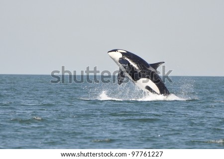 A young killer whale breaches in the Strait of Georgia near Vancouver, BC.