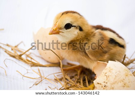 Chicks hatched from eggs
