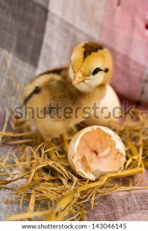 Chicks hatched from eggs