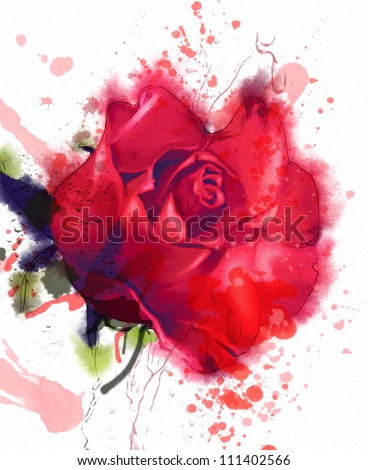 red rose. watercolor