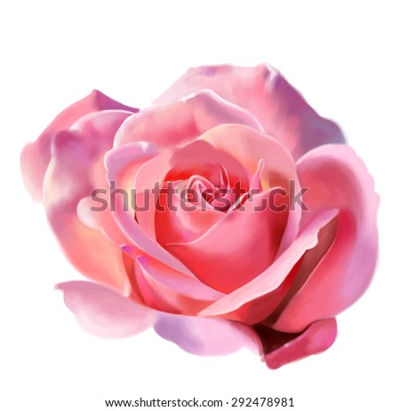 Pink rose isolated on white background, watercolor. Vector illustration