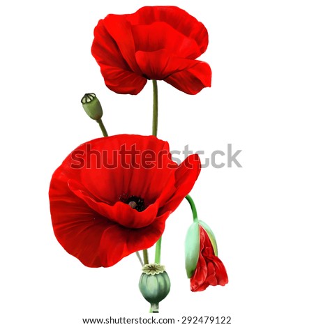 Red Poppy flower isolated on white background, vector illustration, EPS 10.