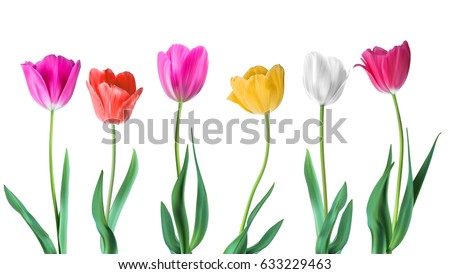 Similar – Image, Stock Photo one petal Tulip