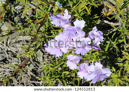 Hemiandra pungens west Australian native wild flower creeper in flower in spring.