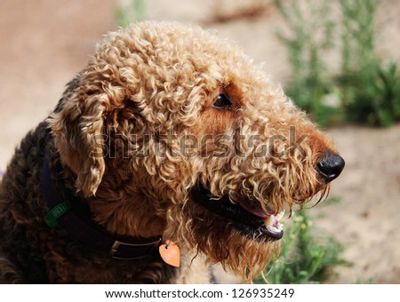 Airedale terrier  showing  double curled coat  to protect from the cold when used as hunting dog in swamps in the past.