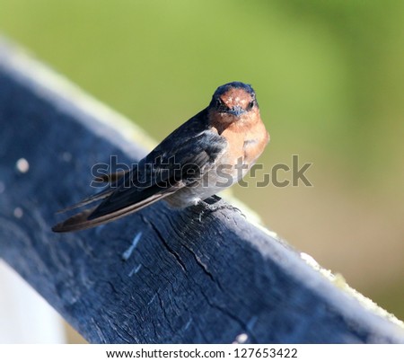 Dainty little welcome swallow hirundo neoxena  a passerine bird perching on a wooden rail in afternoon sunshine.