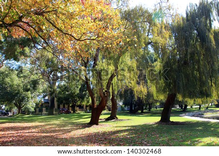 Deciduous trees  with autumn leaves falling to the ground in green  public park   Perth city Western Australia on a late autumn morning .
