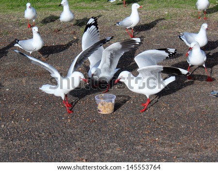 Graceful white seagulls eating  fast  food left by picnickers  on the banks of the estuary.