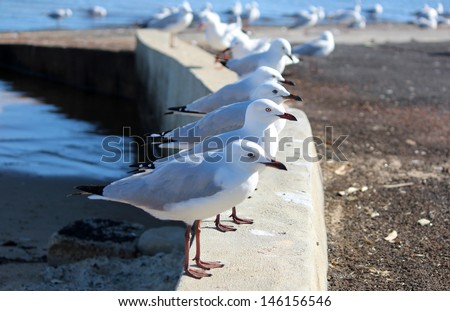 White seagulls  laridae subspecies lari  standing on concrete ledge at the estuary on a fine winter afternoon.