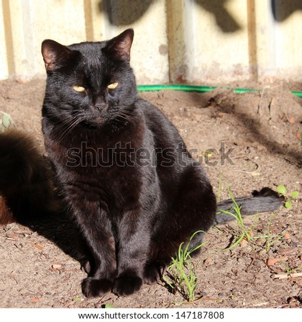 Friendly  placid  purring black Bombay male cat sitting  on the bare garden soil in  the mid winter sunshine. .